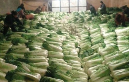 为了铁哥们的笑容——河北省加大对北京农产品供应的温度与担当